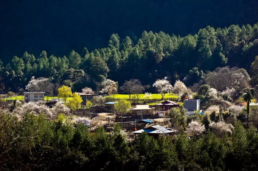鲁朗镇 (2)