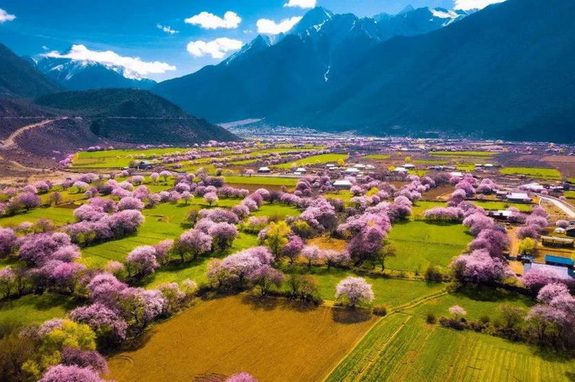 林芝市桃花区 (4)