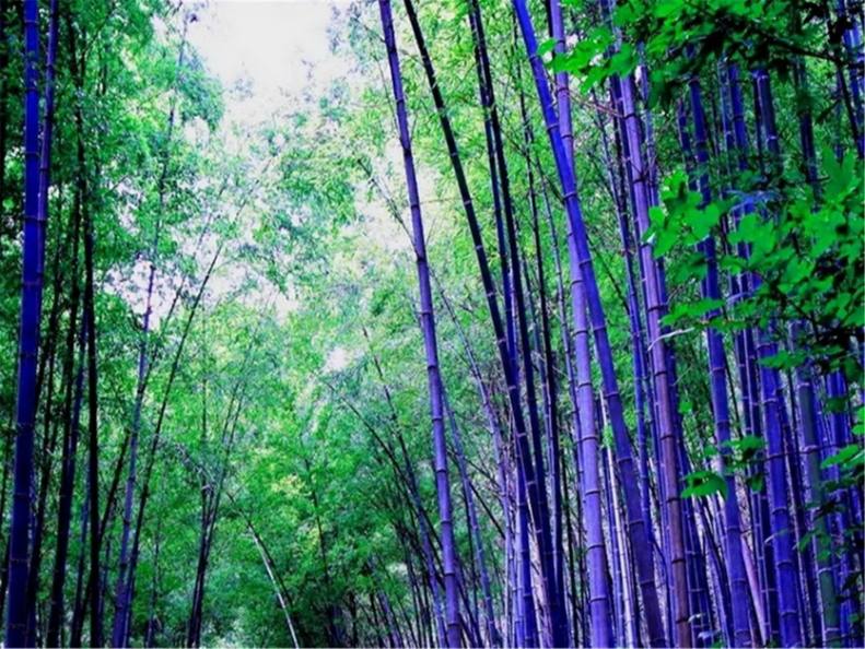 普陀山普济寺紫竹林1