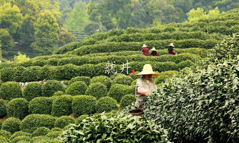 龙井问茶