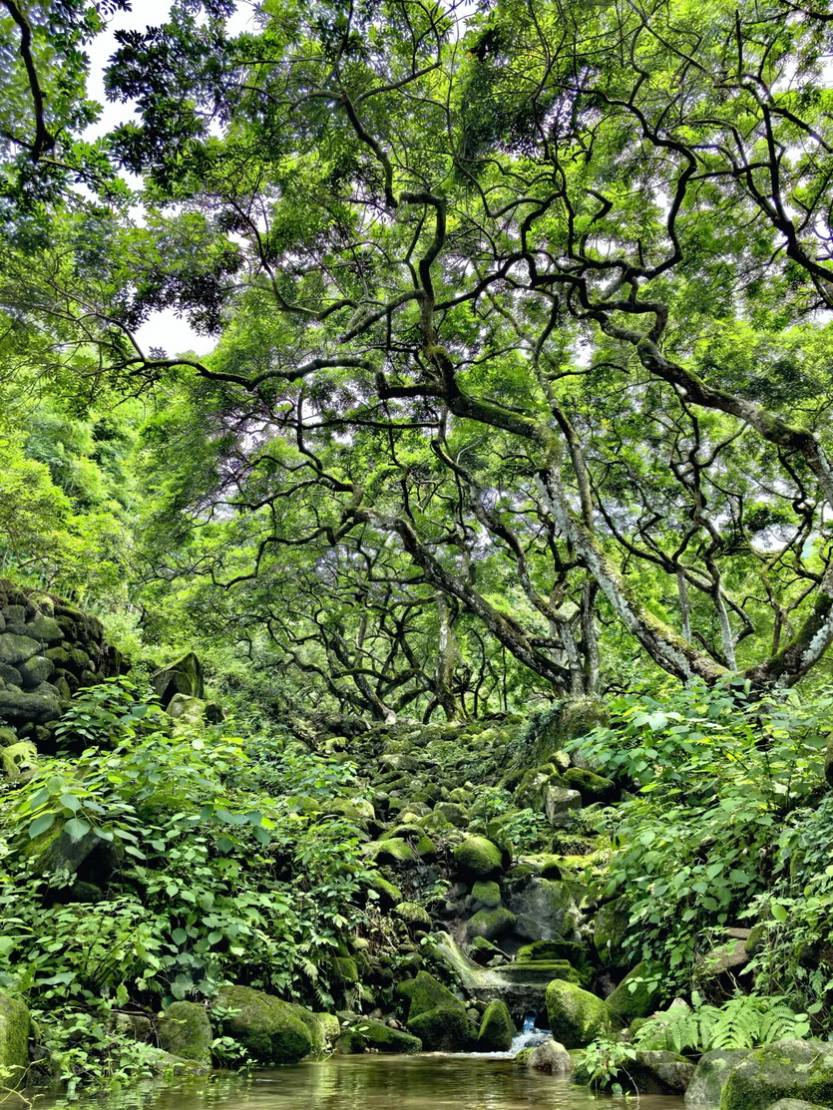 绿野仙踪_01