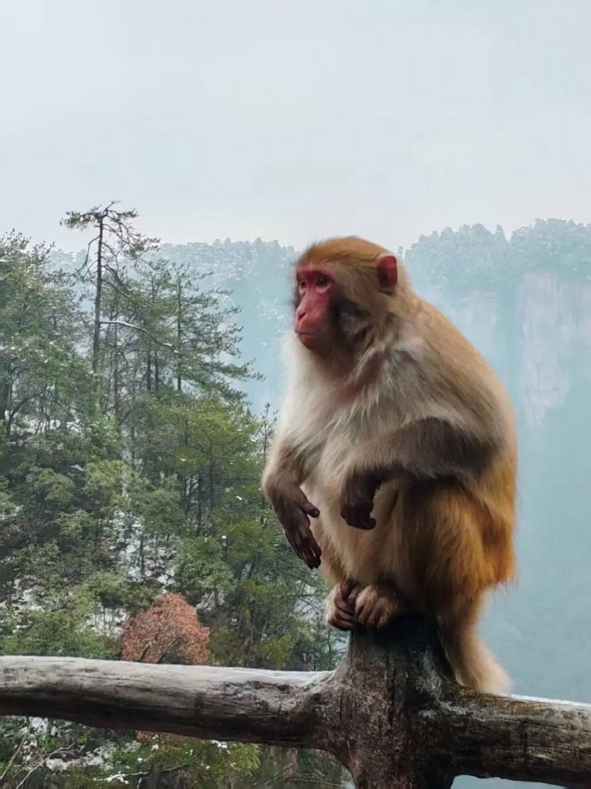 寻迹张家界4天_30
