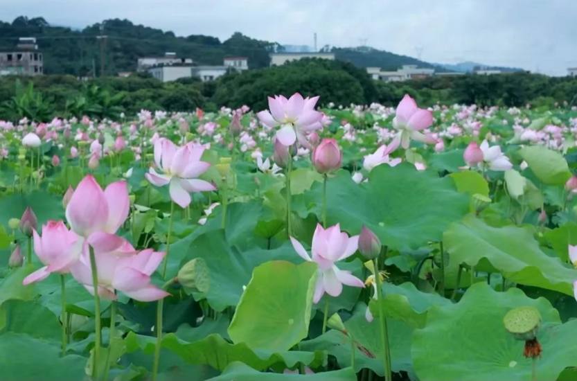夏游从化_13