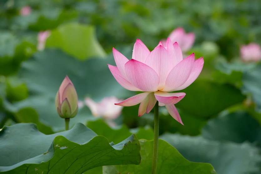 夏游从化_14