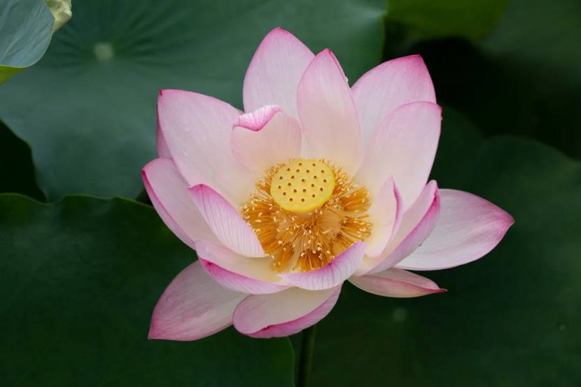 夏游从化_11