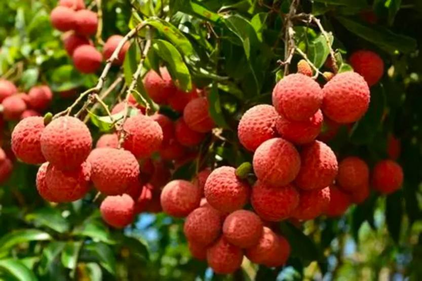 夏游从化_06