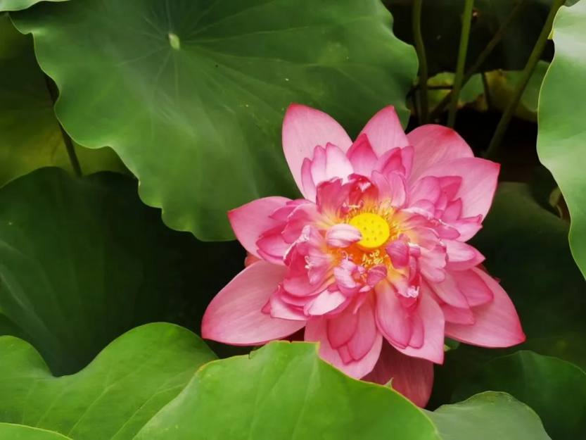 夏游从化_20