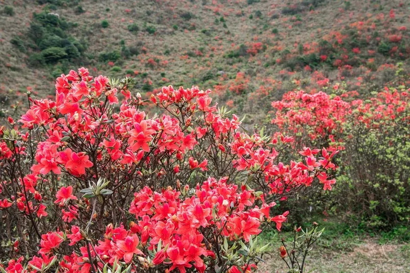 天露山_14 天露山_14