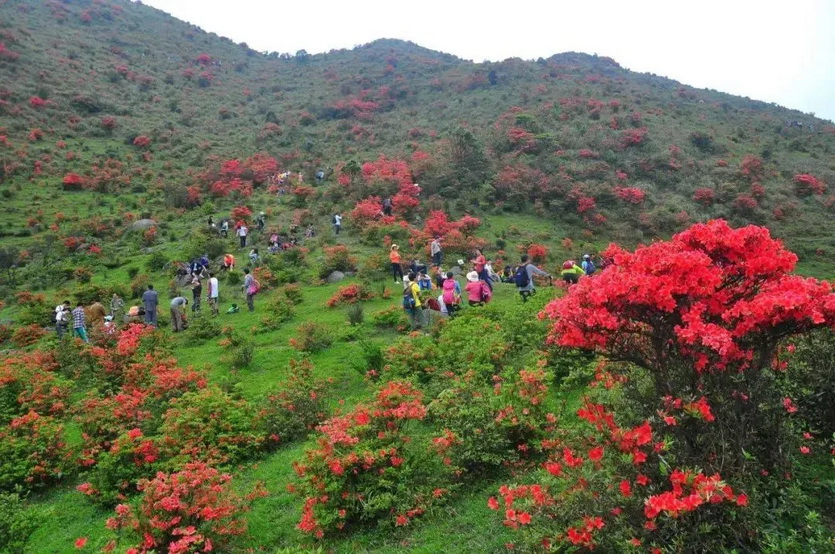 天露山_21 天露山_21