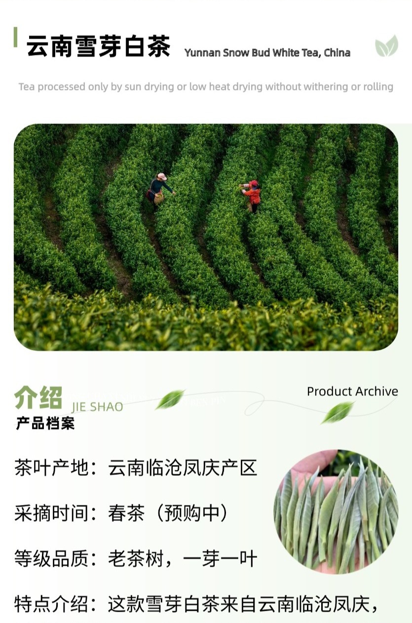 云南雪芽白茶 (2)