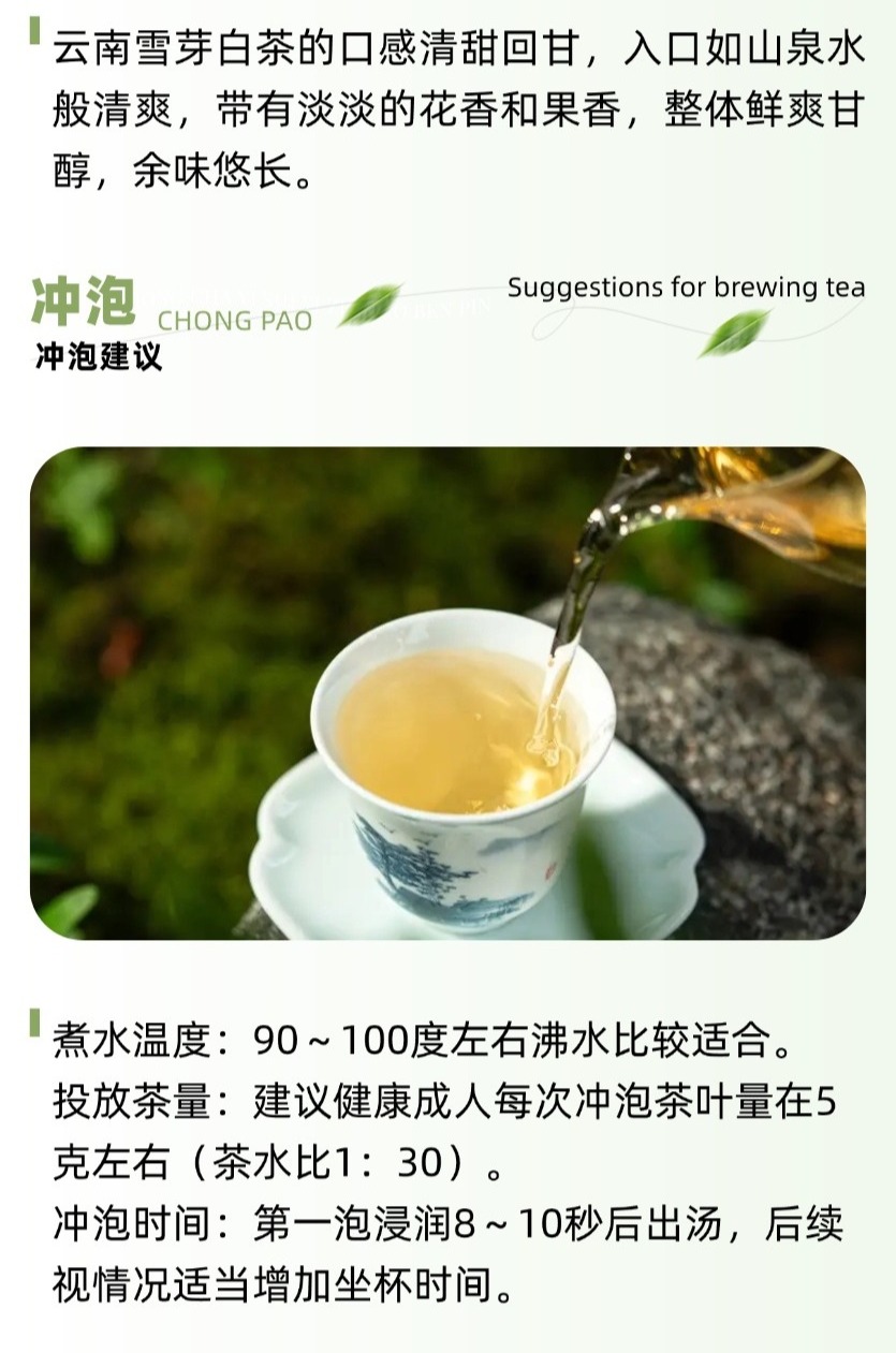 云南雪芽白茶 (5)