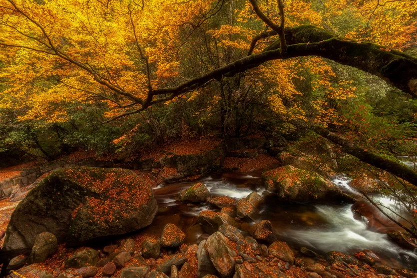 秋醉红叶 | 6天摄影团-相约秦巴-10~11月光雾山+黎坪红叶节+云雾山+十八月潭,陕西&四川深秋探秘之旅!2~24人常规团《不含大交通》