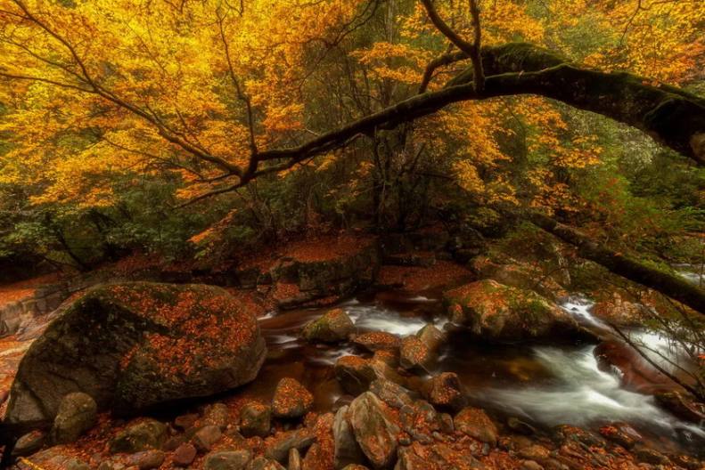 秋醉红叶-相约秦巴6天-19 秋醉红叶-相约秦巴6天-19