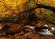 秋醉红叶 | 6天摄影团-相约秦巴-10~11月光雾山+黎坪红叶节+云雾山+十八月潭,陕西&四川深秋探秘之旅!2~24人常规团《不含大交通》 秋醉红叶 | 6天摄影团-相约秦巴-10~11月光雾山+黎坪红叶节+云雾山+十八月潭,陕西&四川深秋探秘之旅!2~24人常规团《不含大交通》