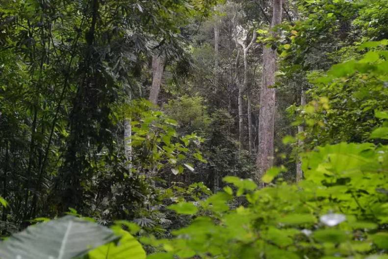 雨林之子·版纳去野记5天-16 雨林之子·版纳去野记5天-16