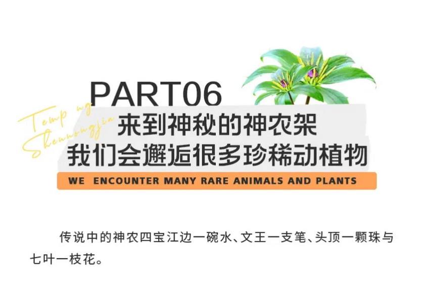 徒步神农架4天-43 徒步神农架4天-43