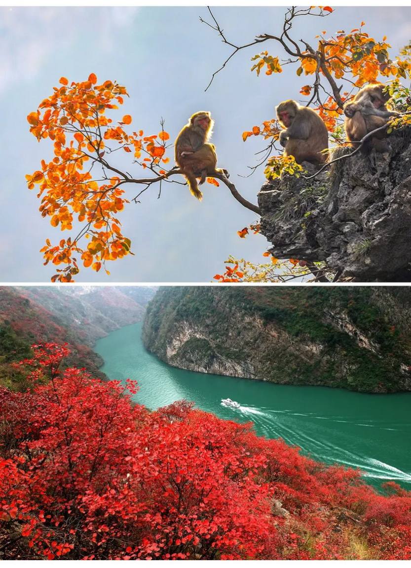 秋韵三峡红叶环线5天-24 秋韵三峡红叶环线5天-24