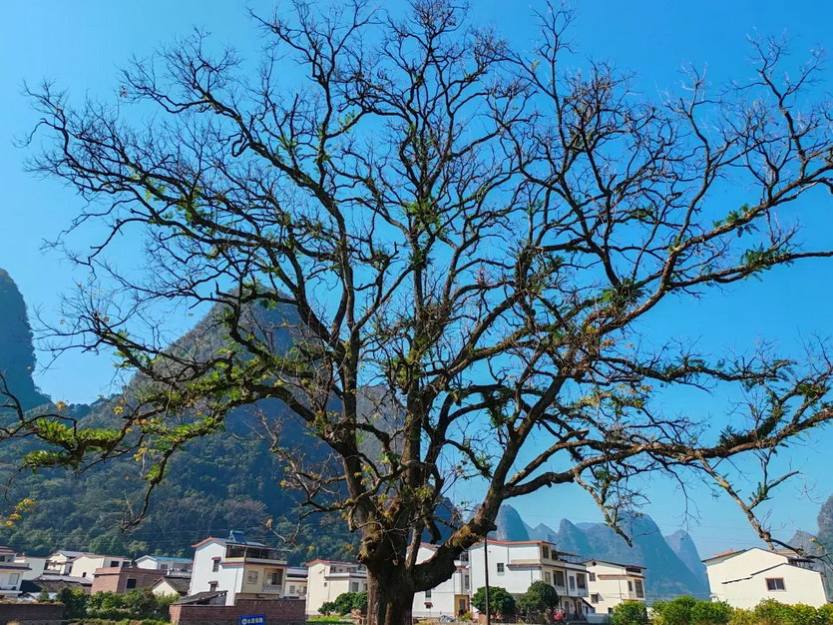 桂林山水徒步大会5天-40 桂林山水徒步大会5天-40